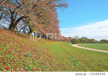 紅葉の桜並木 43568140