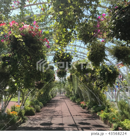 緑のアーチ 43568224