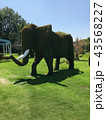 緑のゾウ 43568227