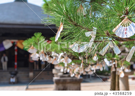 智恩寺 境内の風景 智恩寺 境内の風景 43568259