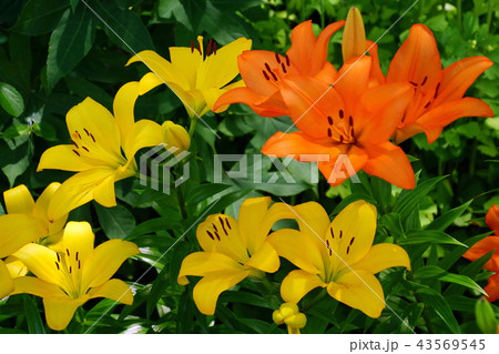 スカシユリ 透百合の花 日本大通り花壇 (キングの塔前) 2018年横浜開港祭 スカシユリ 透百合の花 日本大通り花壇 (キングの塔前) 2018年横浜開港祭 43569545