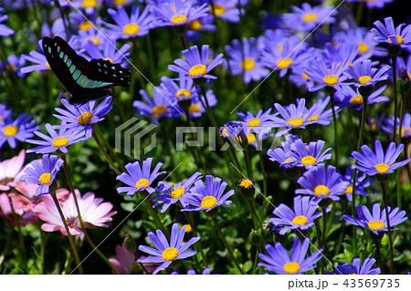 ブルーデージー／瑠璃雛菊 ＆ アオスジアゲハ蝶　（ 栃木県 足利市 ） 43569735