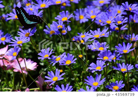 ブルーデージー/瑠璃雛菊 & アオスジアゲハ蝶 ( 栃木県 足利市 ) ブルーデージー/瑠璃雛菊 & アオスジアゲハ蝶 ( 栃木県 足利市 ) 43569739