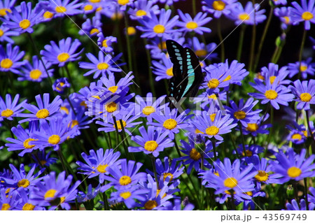 ブルーデージー/瑠璃雛菊 & アオスジアゲハ蝶 ( 栃木県 足利市 ) ブルーデージー/瑠璃雛菊 & アオスジアゲハ蝶 ( 栃木県 足利市 ) 43569749