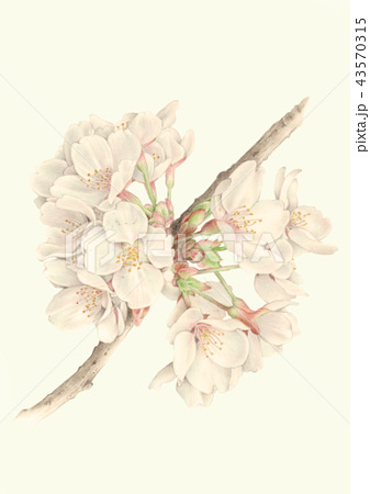 桜のイラスト素材 43570315 Pixta