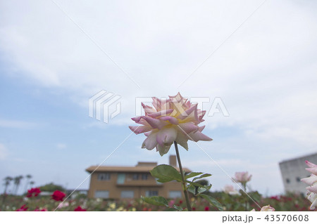 荒尾市 おもやい市民花壇 バラの花、 荒尾市 おもやい市民花壇 バラの花、 43570608