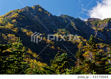 真教寺尾根・牛首山付近から見る紅葉の赤岳山頂 真教寺尾根・牛首山付近から見る紅葉の赤岳山頂 43570668