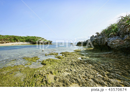備瀬の海岸 備瀬の海岸 43570674