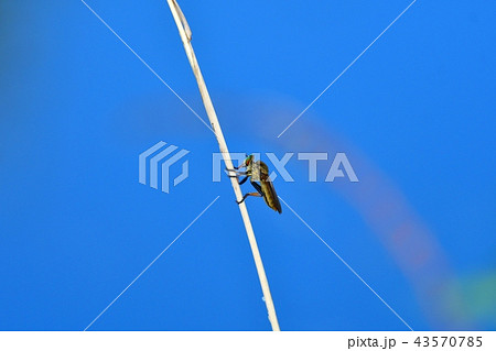 くつろぎ中のアオメアブ 43570785