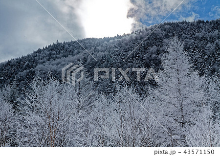 冬の八ヶ岳連峰・行者小屋付近の樹氷 43571150
