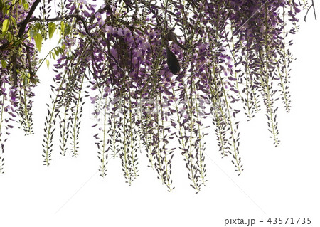 春 4月 仁川大公園 43571735