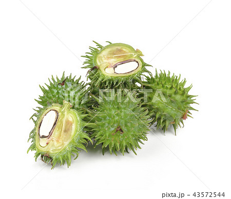 Castor oil plant on white background 43572544