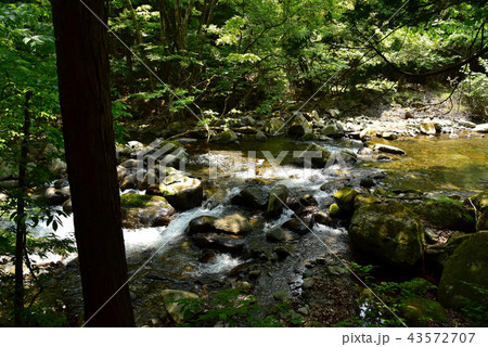 新緑の徳和渓谷 43572707