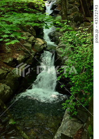 新緑の徳和渓谷 新緑の徳和渓谷 43572743
