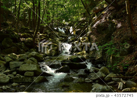 新緑の徳和渓谷 新緑の徳和渓谷 43572745