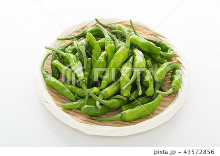 ししとう ししとう 43572856