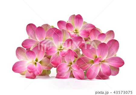 Curcuma sessilis flower on white background. 43573075