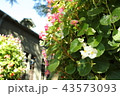 庭 43573093