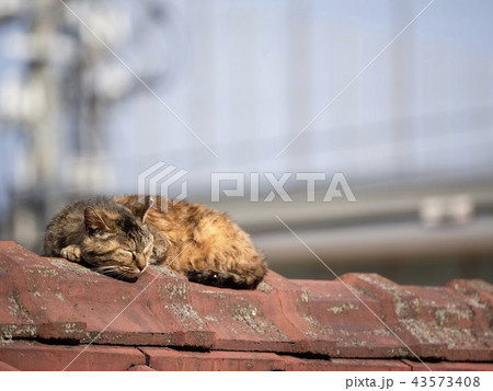 屋根上の野良猫 屋根上の野良猫 43573408