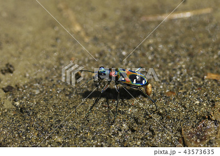 ハンミョウ（寄生虫）　斑猫　Cicindela japonica　ナミハンミョウ　昆虫　寄生虫　生物 43573635