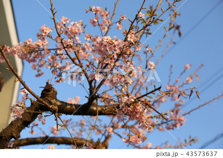 河津桜の芽吹き 河津桜の芽吹き 43573637