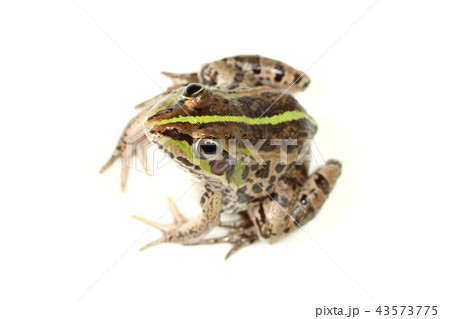 トウキョウダルマガエル 43573775