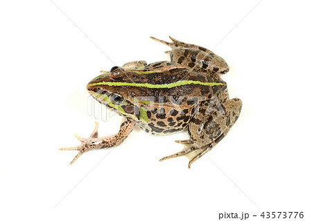 トウキョウダルマガエル トウキョウダルマガエル 43573776