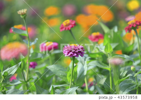 きれいな百日草の花 きれいな百日草の花 43573958