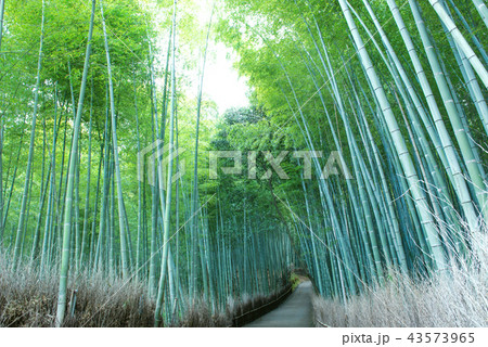 【京都嵐山】竹林 43573965