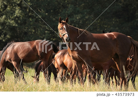 Mare with offspring on the background of trees Mare with offspring on the background of trees 43573973