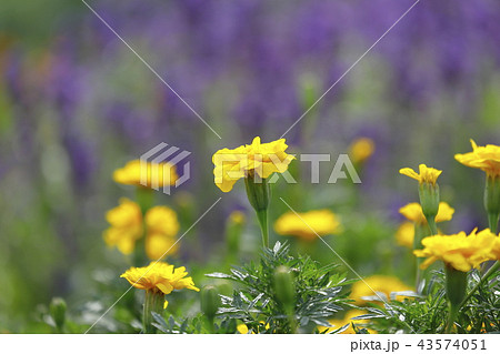 黄色いマリーゴールドの花 ラベンダーの背景の写真素材
