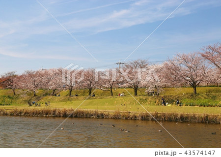 打上川治水緑地 寝屋川市 の写真素材