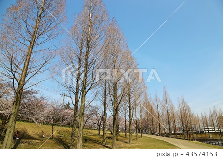 打上川治水緑地 (寝屋川市) 43574153