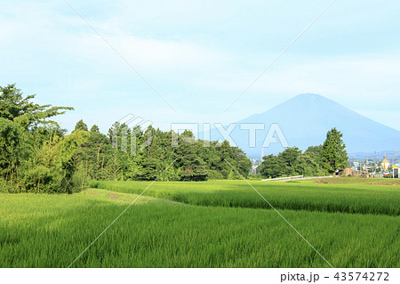 富士山と田んぼ 43574272