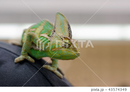 Veiled Chameleon on the back of person 43574349