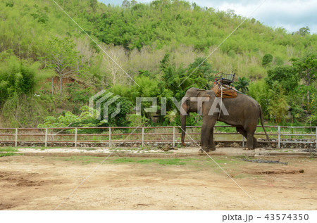Elephant with howdah at elephants camp 43574350