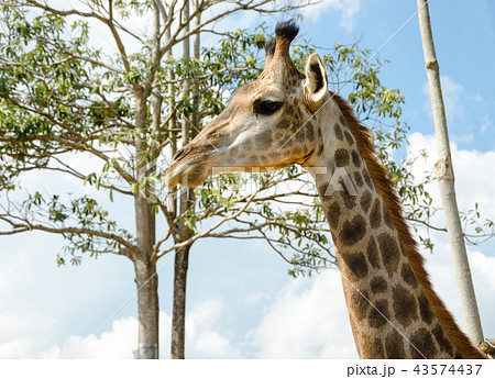 Giraffe in zoo Giraffe in zoo 43574437