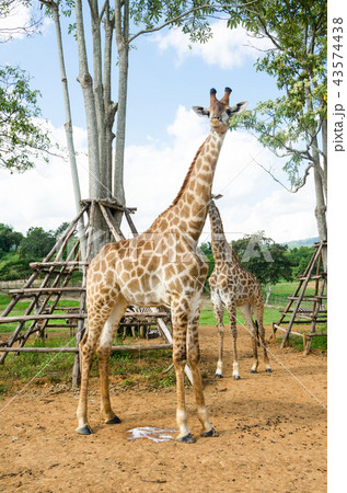 Giraffe in zoo Giraffe in zoo 43574438