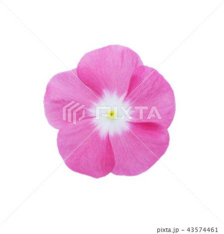 Isolated Madagascar periwinkle flower Isolated Madagascar periwinkle flower 43574461