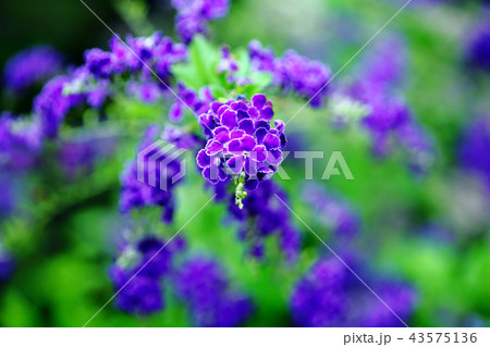 デュランタ　紅紫色の花 43575136