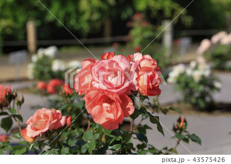 ピンクのバラ 日本 春の花 の写真素材