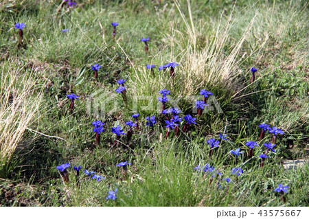 はるりんどう(スイスの高山植物) はるりんどう(スイスの高山植物) 43575667