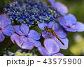 紫陽花とトンボ 43575900