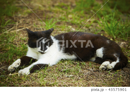 白黒猫 白黒猫 43575901