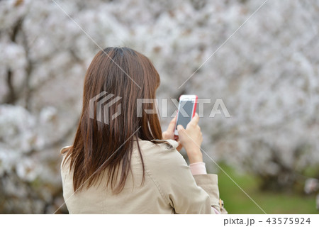 お花見で写真 43575924