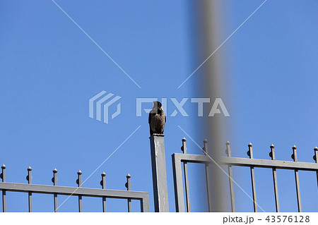black raven 43576128