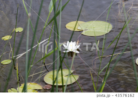 beautiful white flowers beautiful white flowers 43576162