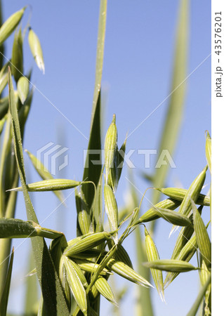 beautiful young ear of oat 43576201