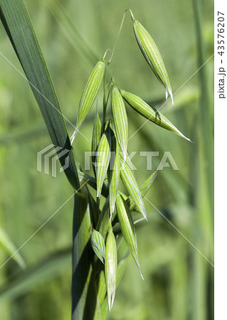 ear of oat ear of oat 43576207
