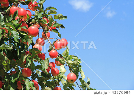 真っ赤に色づいたリンゴ 43576994